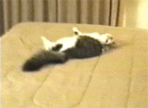 Click here to View Cat-Crash