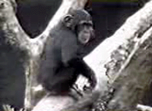 Click here to see Scratchin Chimp